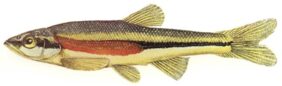 Clinostomus elongatus žvejyba
