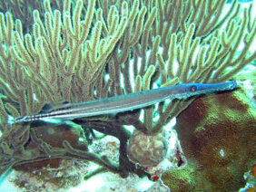 Aulostomus maculatus žvejyba