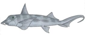 Callorhinchus callorynchus žvejyba
