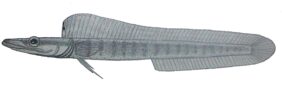 Chaenopsis ocellata žvejyba
