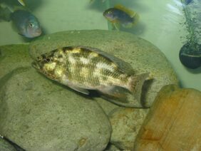 Nimbochromis polystigma žvejyba