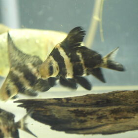 Myxocyprinus asiaticus žvejyba