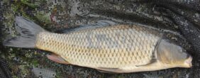 Paprastasis karpis