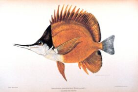 Forcipiger longirostris žvejyba