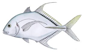 Carangoides dinema žvejyba