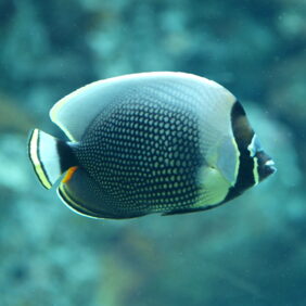 Chaetodon reticulatus žvejyba