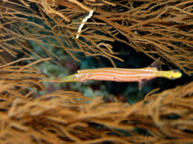 Aulostomus chinensis žvejyba