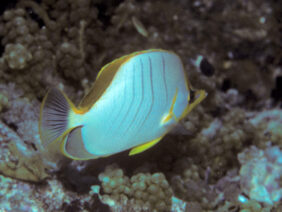 Chaetodon xanthocephalus žvejyba