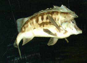 Congiopodus leucopaecilus žvejyba