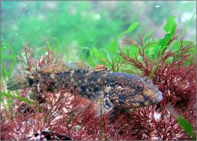 Zosterisessor ophiocephalus žvejyba