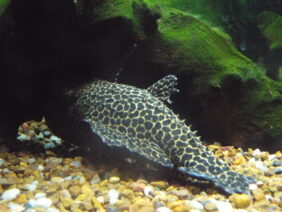 Pseudacanthicus leopardus žvejyba