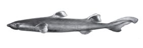 Centroscyllium ritteri žvejyba
