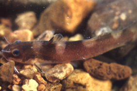 Noturus fasciatus žvejyba