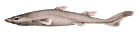 Etmopterus villosus žvejyba