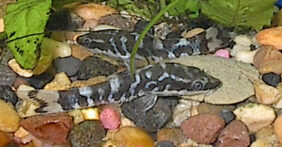 Otocinclus arnoldi žvejyba