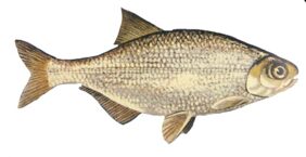Hiodon tergisus žvejyba