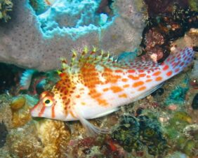Cirrhitichthys falco žvejyba