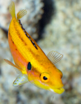 Bodianus bimaculatus žvejyba