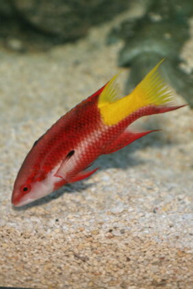Bodianus pulchellus žvejyba