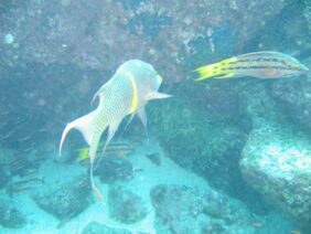 Bodianus diplotaenia žvejyba