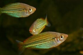 Melanotaenia sexlineata žvejyba