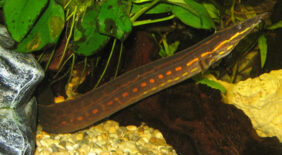Mastacembelus erythrotaenia žvejyba