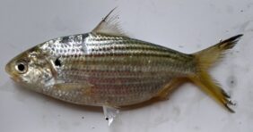 Anodontostoma chacunda žvejyba