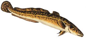Vėgėlė