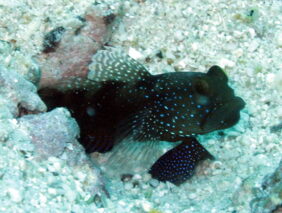 Cryptocentrus fasciatus žvejyba