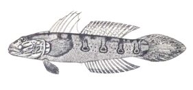 Valenciennea longipinnis žvejyba