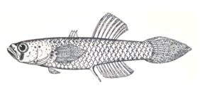 Mistichthys luzonensis žvejyba