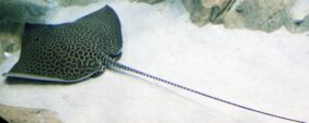 Himantura leoparda žvejyba