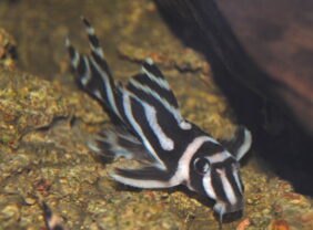 Hypancistrus zebra žvejyba