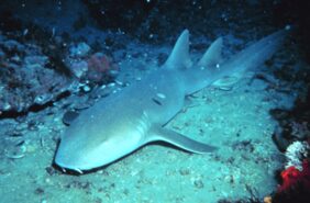 Ginglymostoma cirratum žvejyba