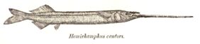 Rhynchorhamphus georgii žvejyba