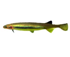 Galaxias maculatus žvejyba