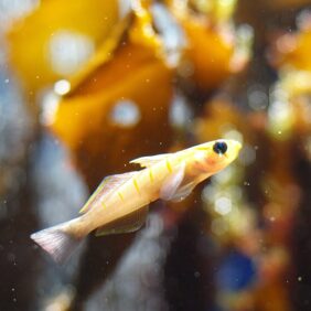 Pterogobius zonoleucus žvejyba