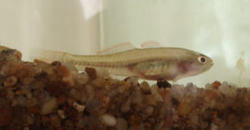 Hypseleotris klunzingeri žvejyba
