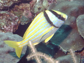 Anisotremus virginicus žvejyba