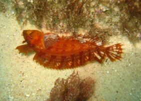 Heteroclinus roseus žvejyba