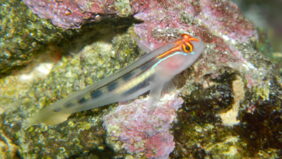 Elacatinus puncticulatus žvejyba