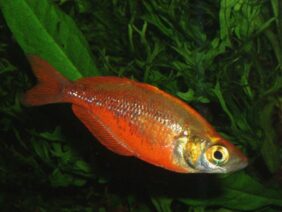 Glossolepis incisus žvejyba