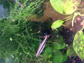 Nannostomus unifasciatus žvejyba