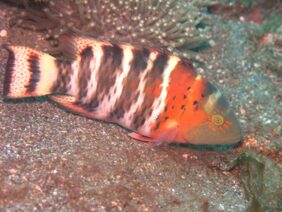 Cheilinus fasciatus žvejyba