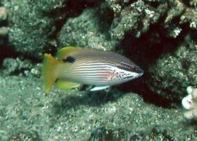 Bodianus bilunulatus žvejyba