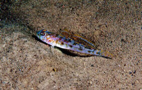 Lesueurigobius friesii žvejyba