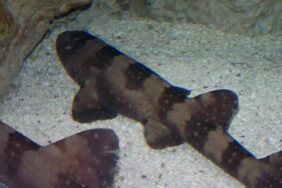 Chiloscyllium plagiosum žvejyba