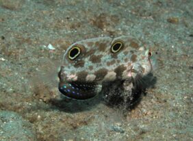 Signigobius biocellatus žvejyba