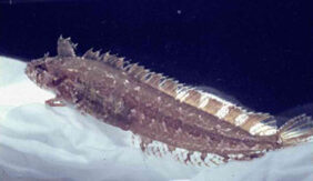 Clinitrachus argentatus žvejyba