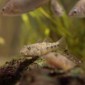 Rhinogobius giurinus žvejyba